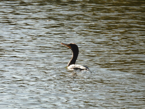 iNaturalist observation photo of Double-crested Cormorant