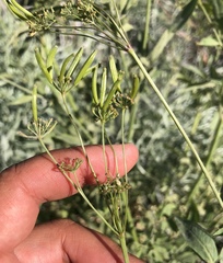 Osmorhiza occidentalis