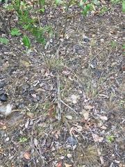 Piptatheropsis pungens