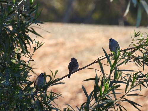 iNaturalist observation photo of White-crowned Sparrow