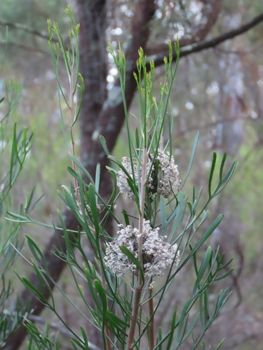 Image of Isopogon dawsonii by (c) ian_mcallan, some rights reserved (CC BY)