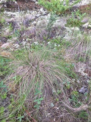 Festuca altaica