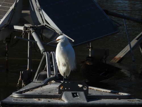iNaturalist observation photo of Snowy Egret