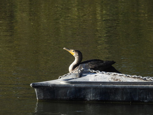iNaturalist observation photo of Double-crested Cormorant