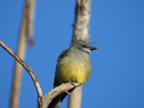 iNaturalist observation photo of Cassin's Kingbird
