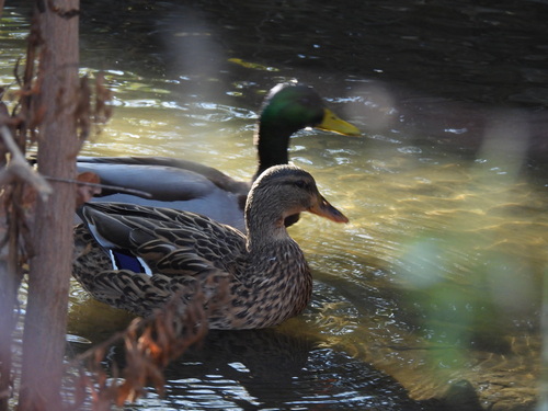iNaturalist observation photo of Mallard
