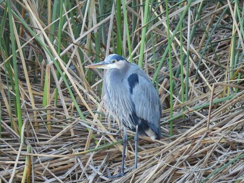 iNaturalist observation photo of Great Blue Heron