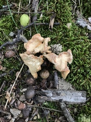 Cantharellus flavolateritius