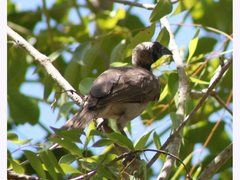 Philemon buceroides yorki