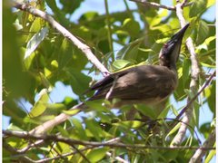 Philemon buceroides yorki