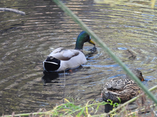 iNaturalist observation photo of Mallard
