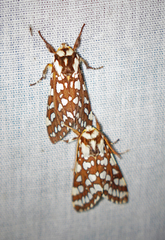 Lophocampa ingens