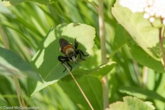 Laphria insignis