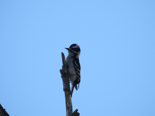iNaturalist observation photo of Downy Woodpecker