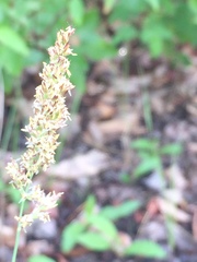 Calamagrostis stricta