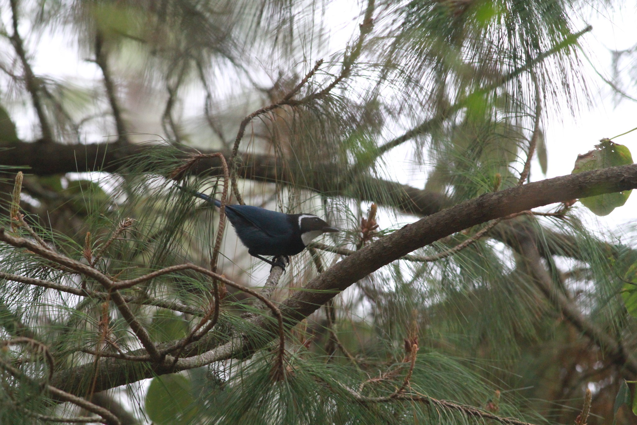 White-throated Jay (Cyanolyca mirabilis), photo 3