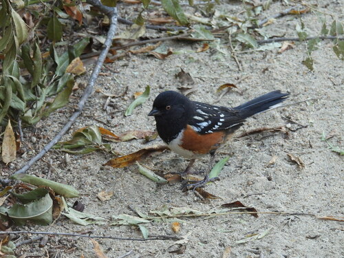 iNaturalist observation photo of Spotted Towhee