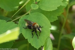 Laphria insignis