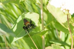 Laphria insignis