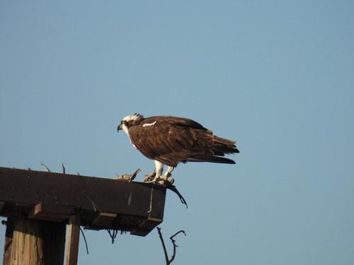 iNaturalist observation photo of Osprey