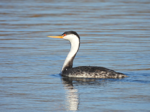iNaturalist observation photo of Western and Clark's Grebes