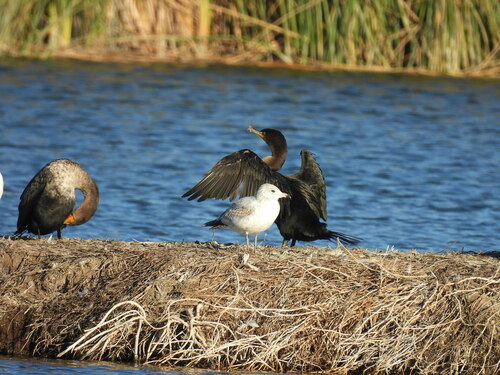 iNaturalist observation photo of Ring-billed Gull