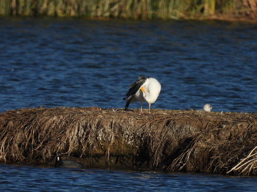 iNaturalist observation photo of Western Gull