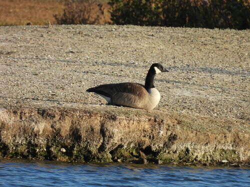 iNaturalist observation photo of Canada Goose