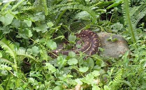 Coastal Carpet Python sighting