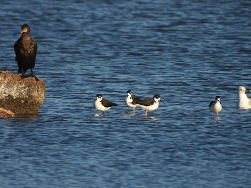 iNaturalist observation photo of Black-necked Stilt