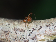 Amyciaea forticeps