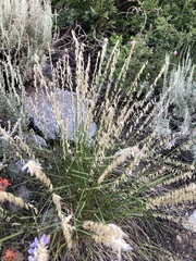 Melica stricta