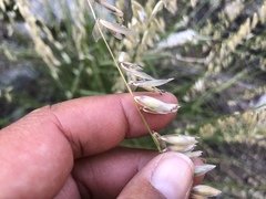 Melica stricta