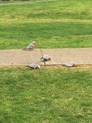 Eolophus roseicapilla