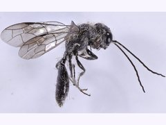 Tachyphron townsvillensis