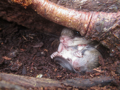 Southern Flying Squirrel photographed in Louisiana