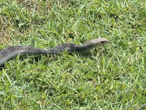 Eastern Brown Snake sighting