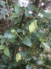 Cassinopsis ilicifolia