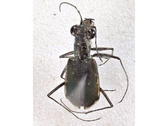 Myriochila semicincta