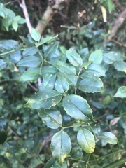 Cassinopsis ilicifolia