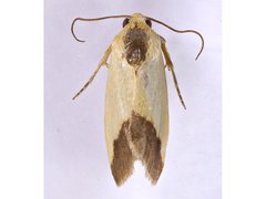 Acontia thapsina