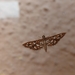 Nausinoe geometralis