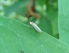 Photinus marginellus