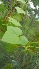 Magnoliopsida