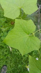 Magnoliopsida