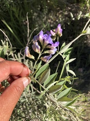 Lathyrus nevadensis