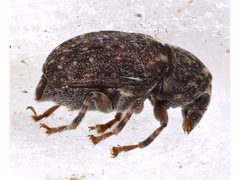 Araecerus