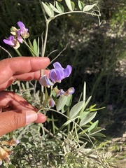 Lathyrus nevadensis
