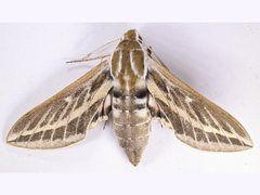 Hyles livornicoides