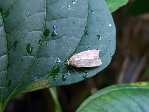 Cutworm photo 5